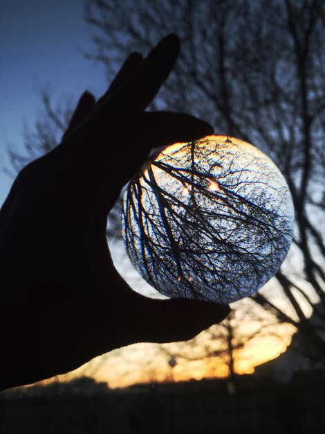 Photo cropped hand holding crystal ball with bare tree reflection