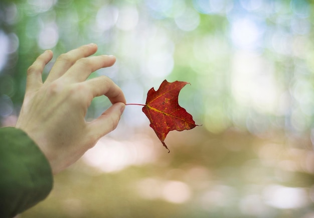 Foto mano tagliata che tiene una foglia secca durante l'autunno