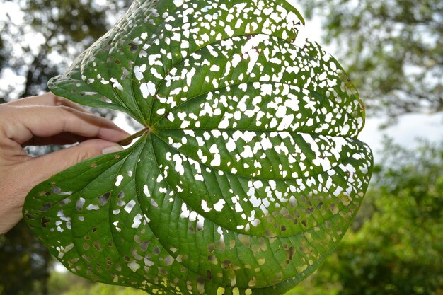 Foto mano tagliata che tiene una foglia mangiata contro gli alberi