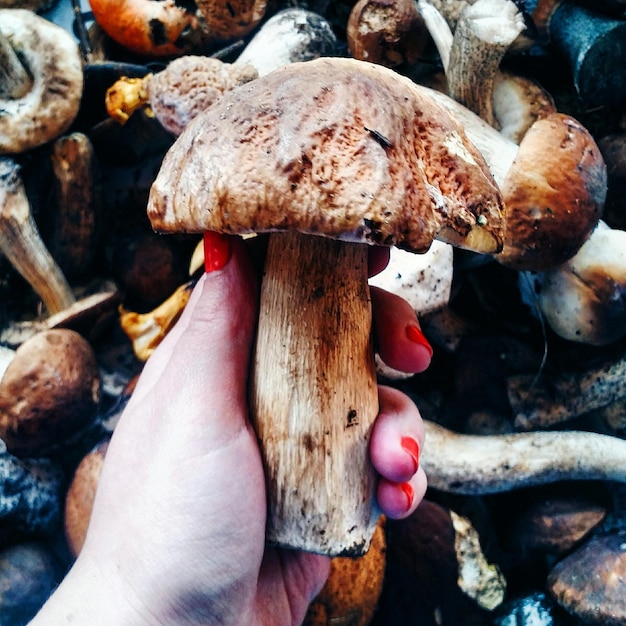Photo cropped hand holding edible mushroom