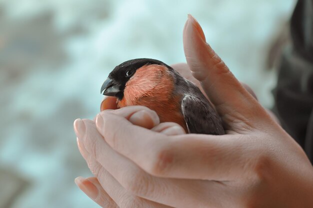 Foto mano tagliata che tiene l'uccello bullfinch eurasiatico