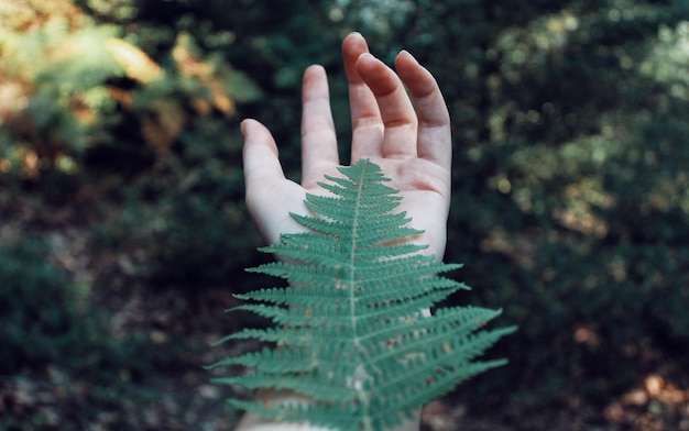 Photo cropped hand holding fern leaves against plants