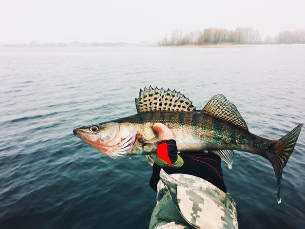 Photo cropped hand holding fish by lake