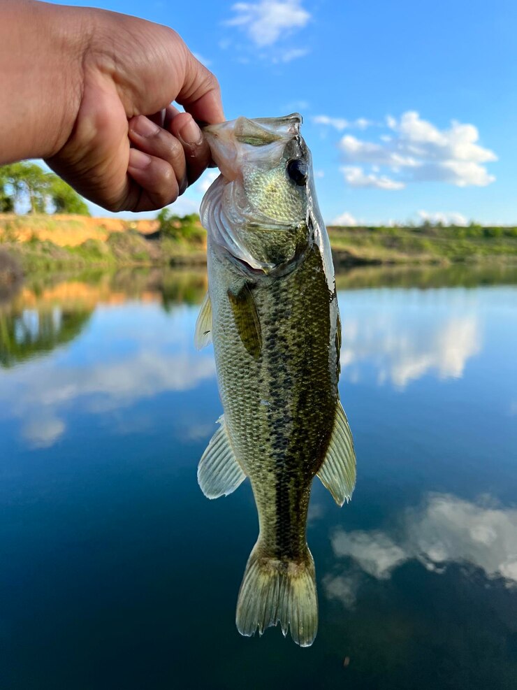 Photo cropped hand holding fish