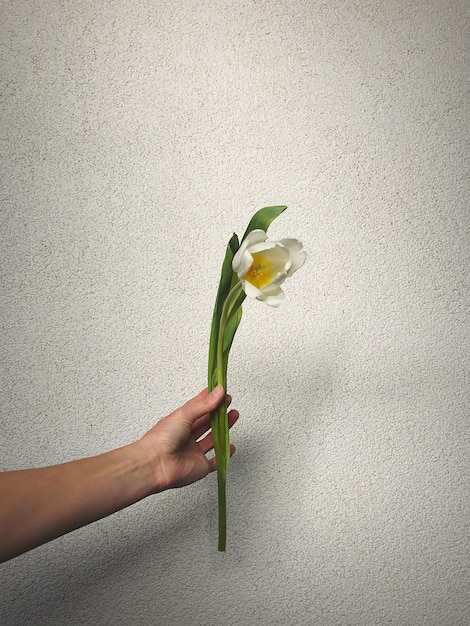 cropped hand holding flower against wall