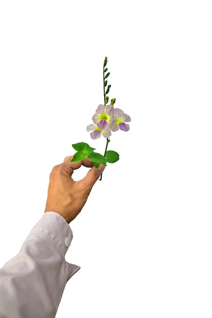 Foto mano tagliata che tiene un fiore su uno sfondo bianco