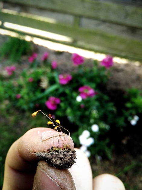 Photo cropped hand holding flower