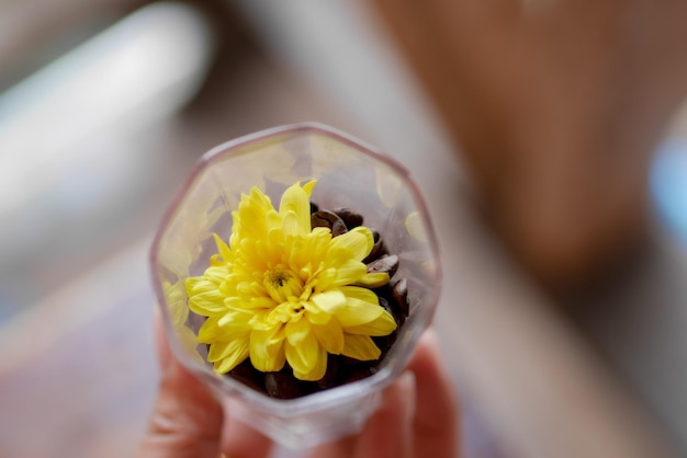 写真 手を握る花を切り取った