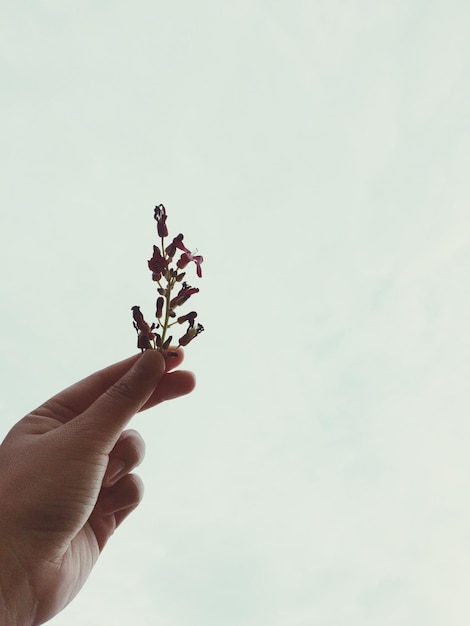 Foto mano tagliata che tiene fiori contro il cielo