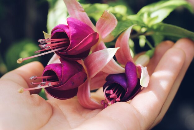 Photo cropped hand holding flowers