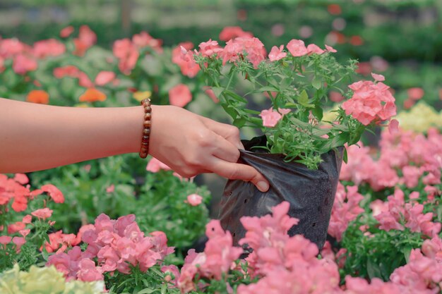 Photo cropped hand holding flowers