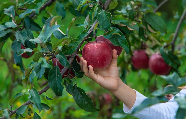 Photo cropped hand holding fruit