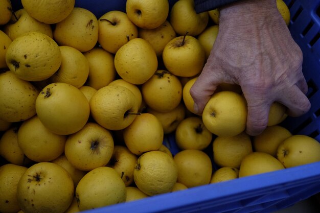 Cropped hand holding fruits from basket