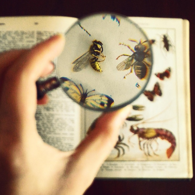 Foto mano tagliata che tiene il vetro sopra gli insetti in un libro