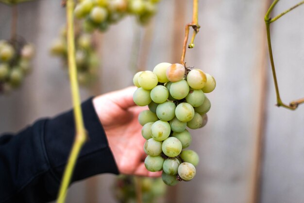 Фото Рука, держащая виноград