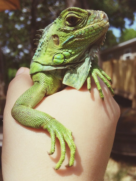 Foto mano tagliata che tiene l'iguana verde