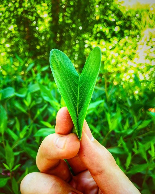 Foto mano tagliata che tiene una foglia a forma di cuore contro le piante