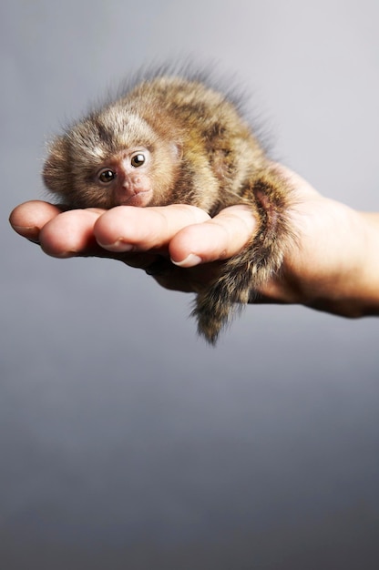 Photo cropped hand holding infant monkey