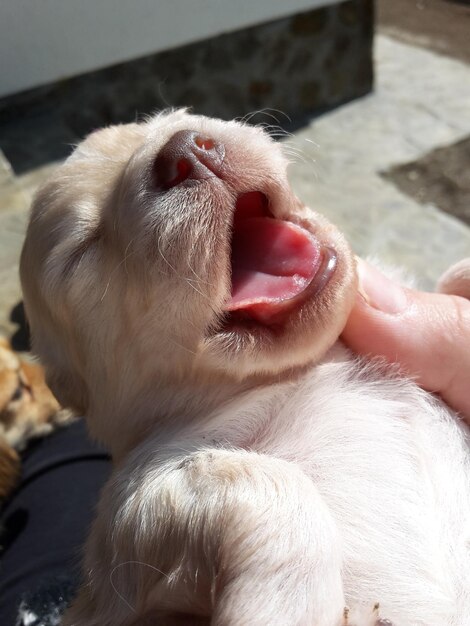 写真 家で子猫を抱いている手