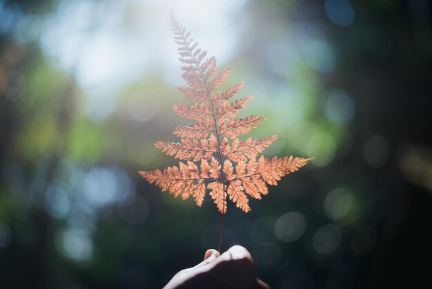 Photo cropped hand holding leaf against sunlight