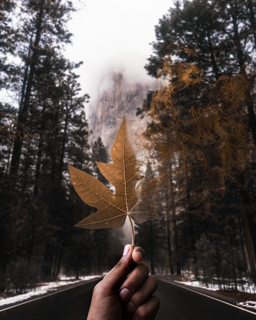 Фото Рука, держащая лист на деревьях зимой