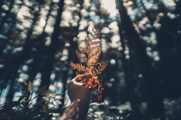 cropped hand holding leaf against trees in forest during autumn