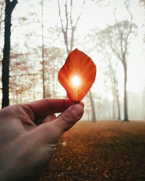 Foto foglia tagliata in mano durante l'autunno