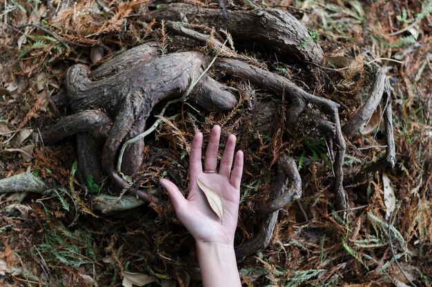 Photo cropped hand holding leaf on field