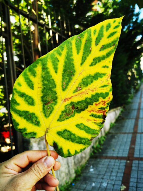 Cropped hand holding leaves