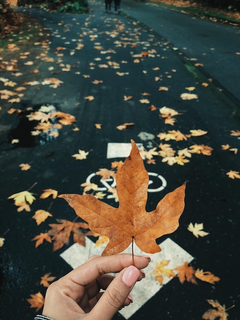 Фото Порубленная рука, держащая кленовый лист на дороге