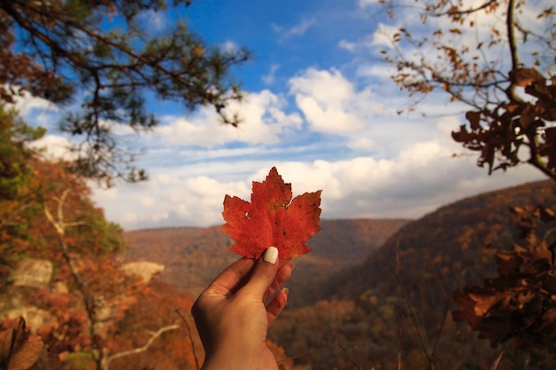 Photo cropped hand holding maple leaf against sky