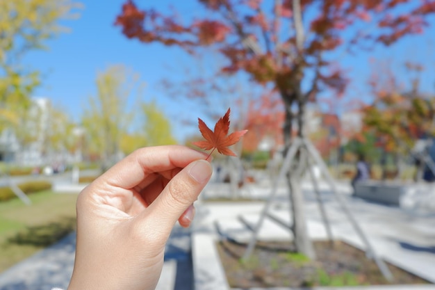 Cropped hand holding maple leaf during autumn