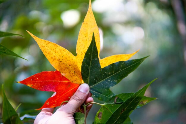 Cropped hand holding maple leaves during autumn