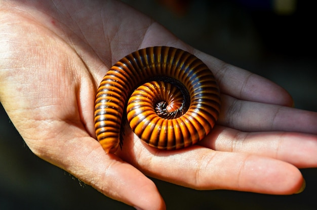 Photo cropped hand holding millipede