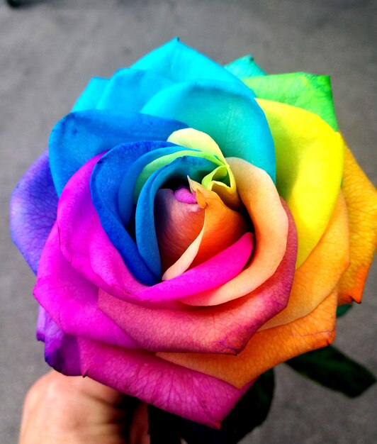 Foto mano tagliata che tiene una rosa multicolore
