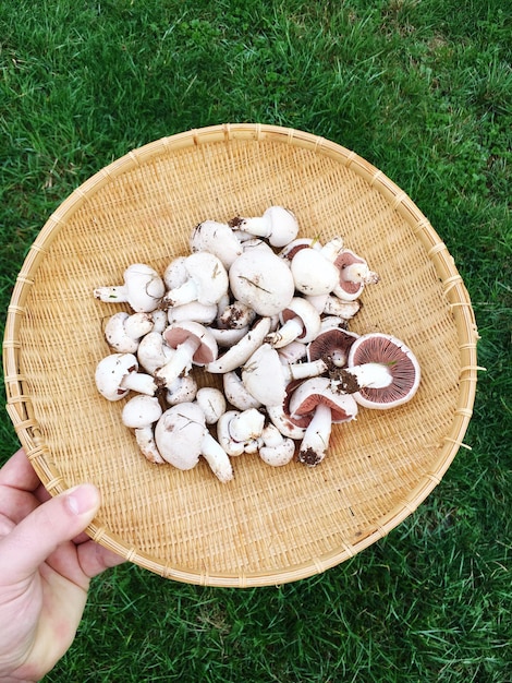 Photo cropped hand holding mushrooms in wicker container in yard