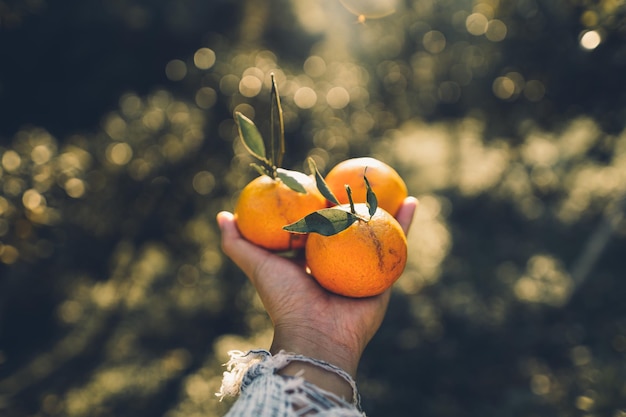 Cropped hand holding oranges