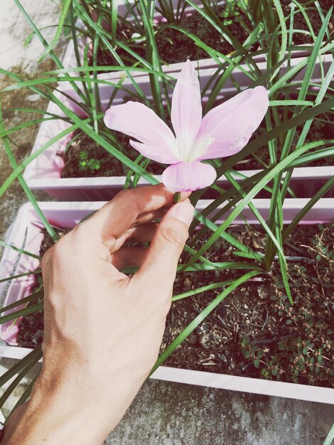 Photo cropped hand holding pink flower in yard