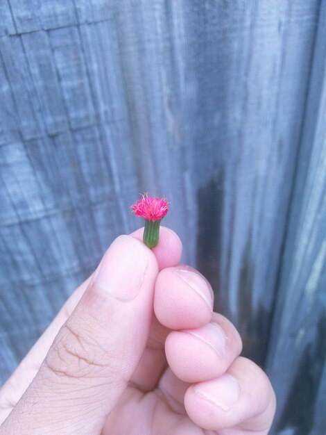 Foto mano tagliata che tiene un fiore rosa