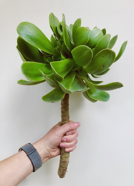 Photo cropped hand holding plant against white background