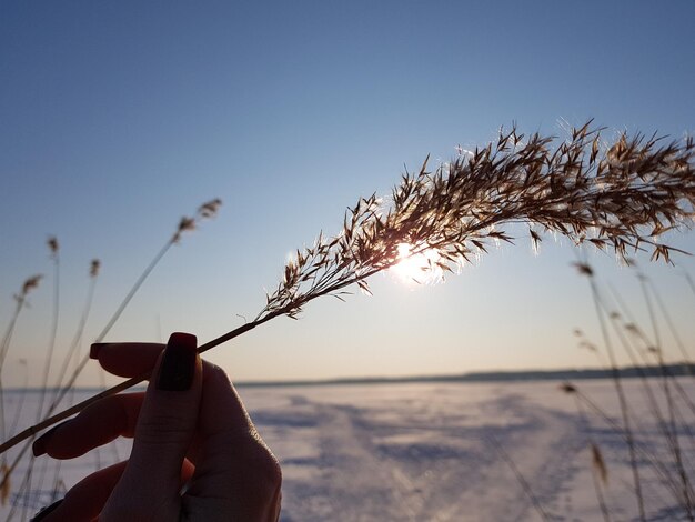 Photo cropped hand holding plant during winter