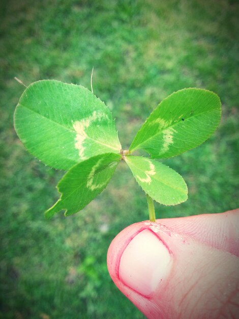 Cropped hand holding plant over field