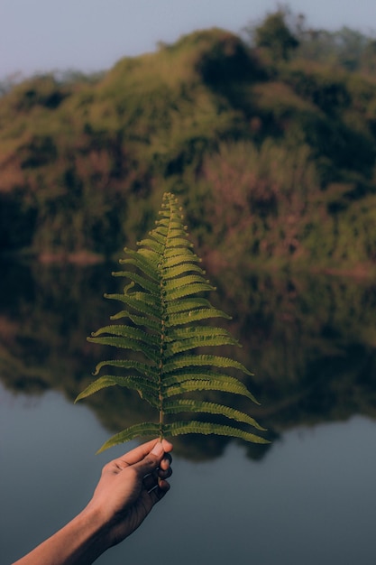 Photo cropped hand holding plant