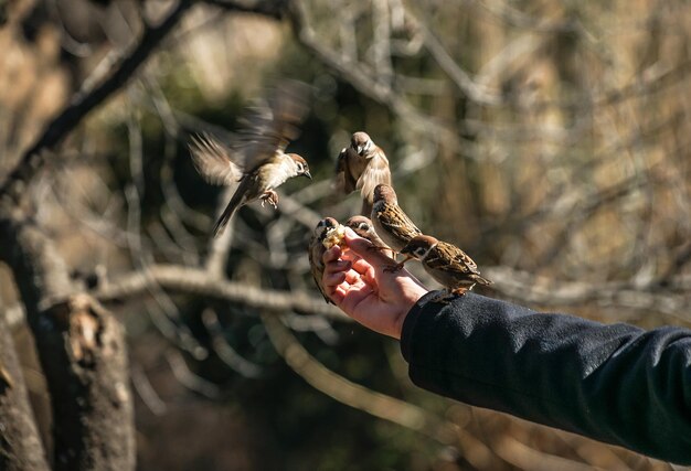 Foto pianta tagliata per la tenuta a mano