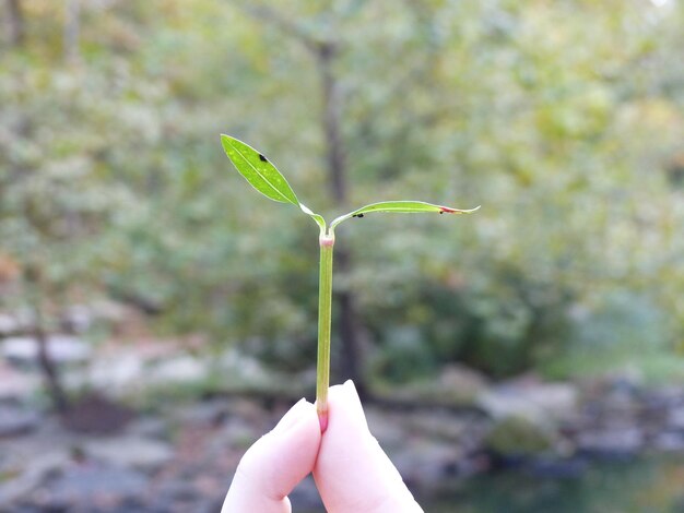 Photo cropped hand holding plant