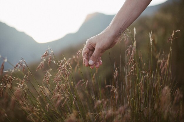 Photo cropped hand holding plant