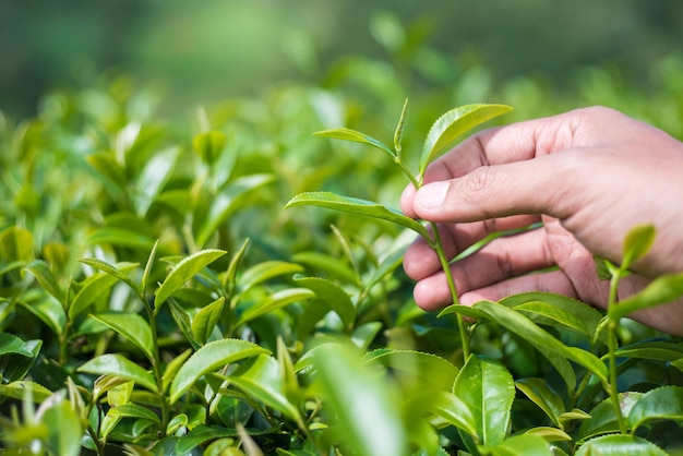cropped hand holding plants