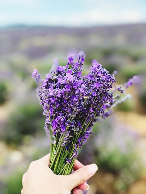 Фото Рука, держащая фиолетовые цветы.