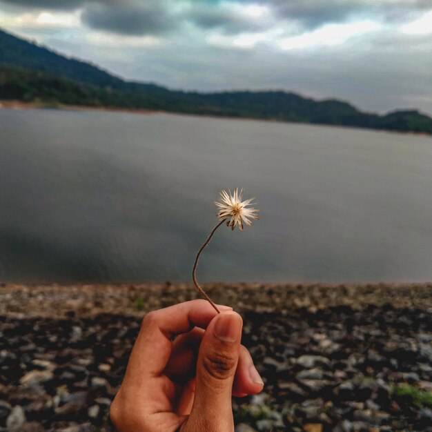 Foto mano tagliata che tiene una pianta a fiori rossa contro il cielo