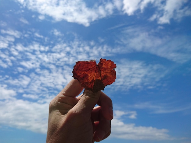 Cropped hand holding red leaf against blue sky